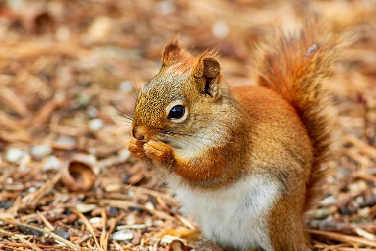 The best food to feed a baby squirrel - Fauna Feeders