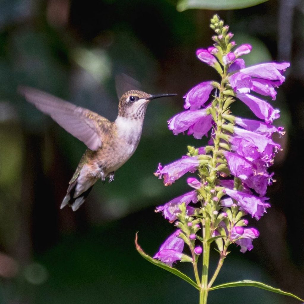 Ruby-Throated Hummingbird - Fauna Feeders